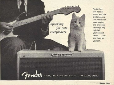 Fender: speaking for cats everywhere